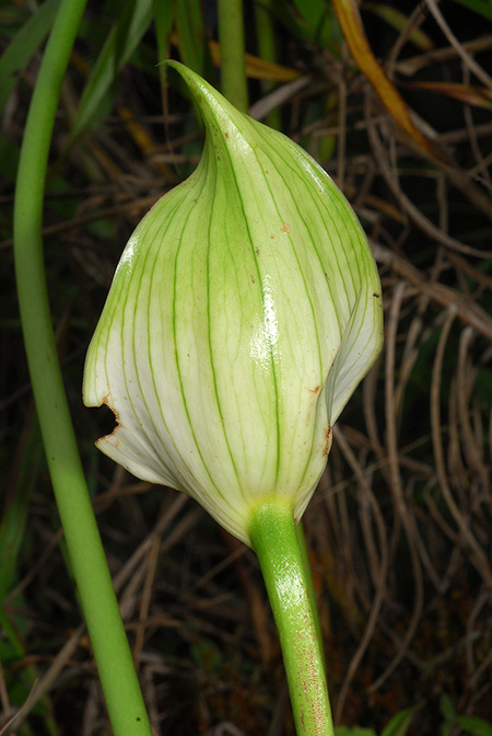 Anthurium hartleyianum