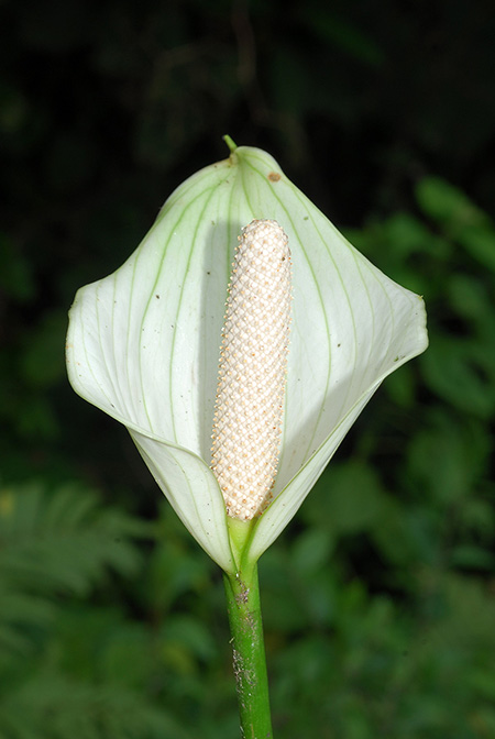 Anthurium hartleyianum