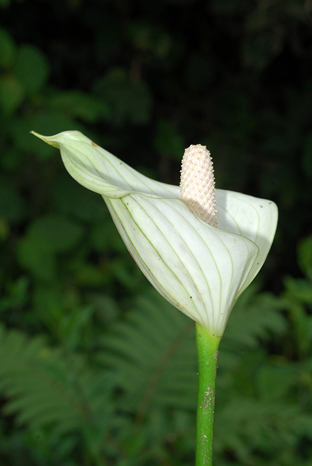 Anthurium hartleyianum