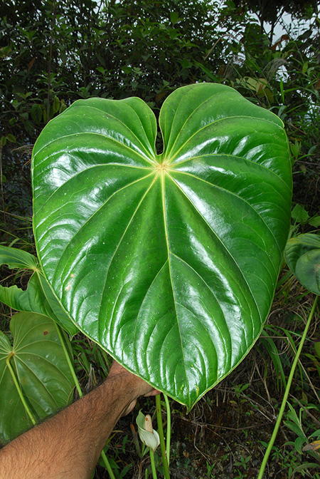 Anthurium hartleyianum