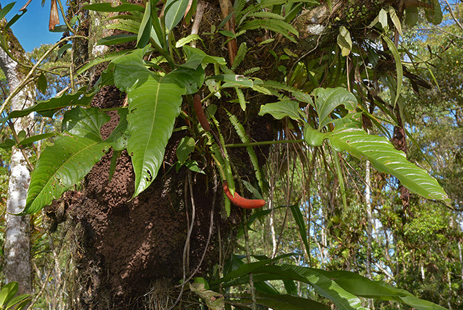 Anthurium herthae