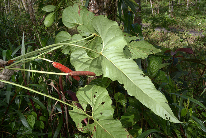 Anthurium herthae