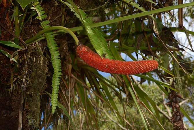 Anthurium herthae