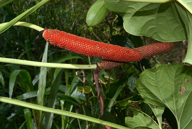 Anthurium herthae