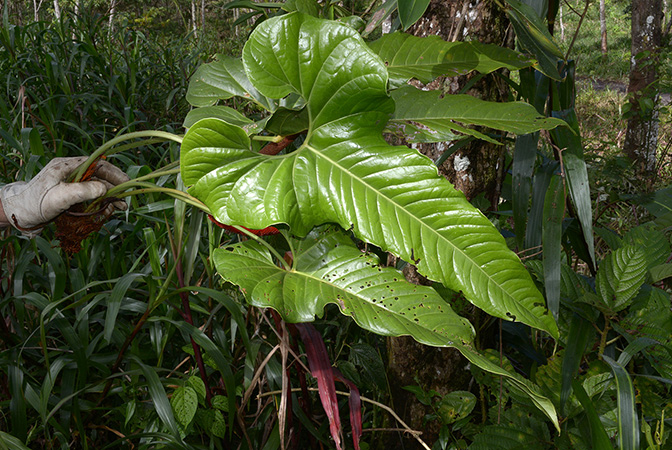 Anthurium herthae