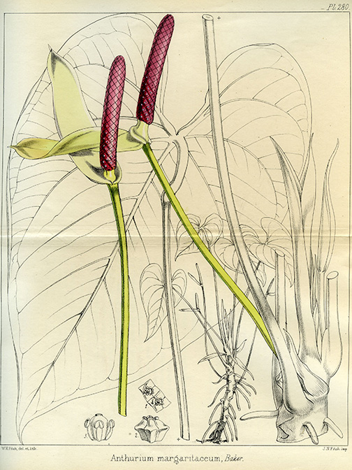 Anthurium hoffmannii