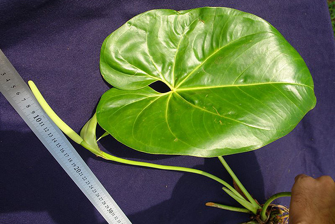 Anthurium hoffmannii