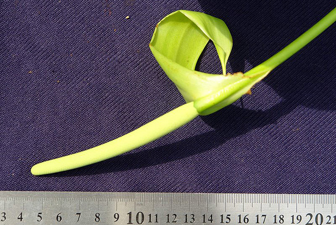 Anthurium hoffmannii