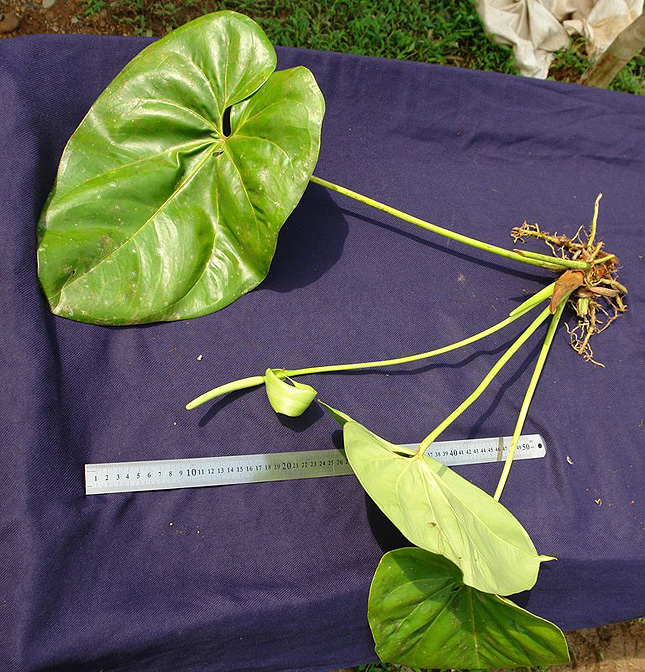 Anthurium hoffmannii