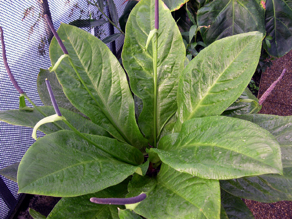 Anthurium hookeri