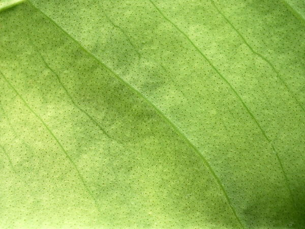 Anthurium hookeri