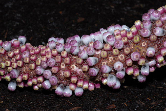 Anthurium hookeri
