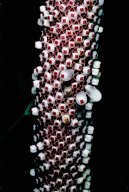 Anthurium hookeri