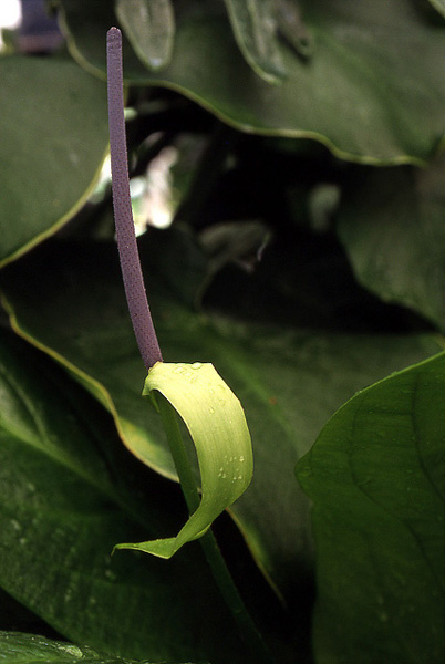Anthurium hookeri