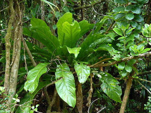 Anthurium hookeri