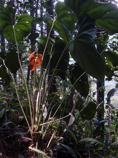 Anthurium huixtlense