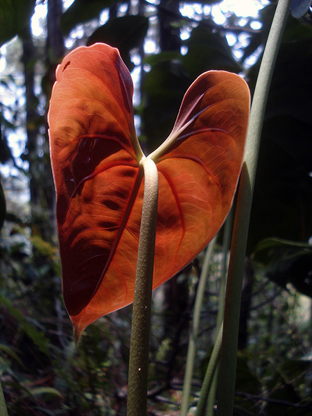 Anthurium huixtlense