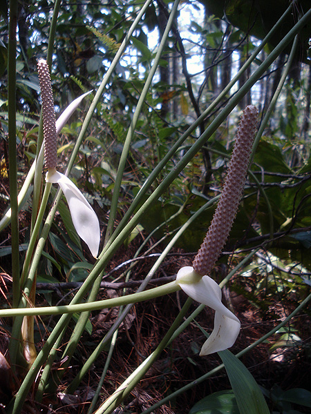 Anthurium huixtlense