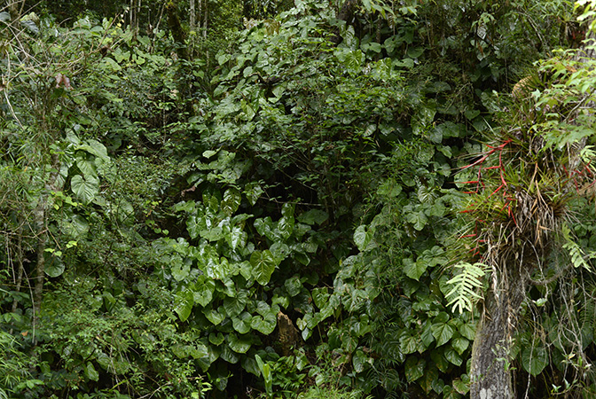 Anthurium huixtlense