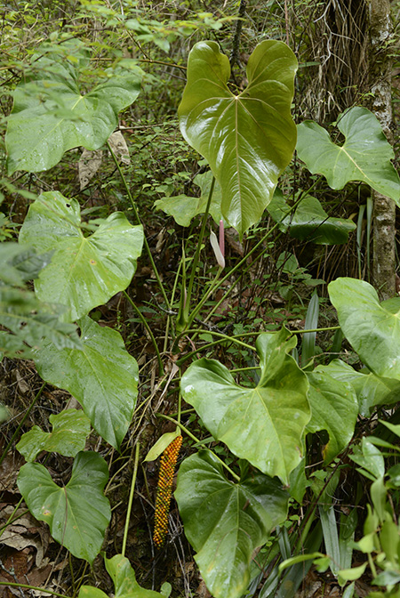 Anthurium huixtlense