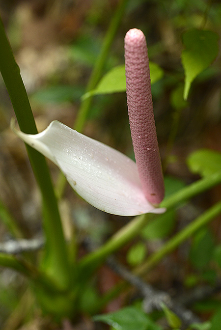 Anthurium huixtlense