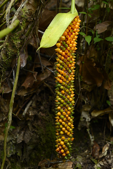 Anthurium huixtlense