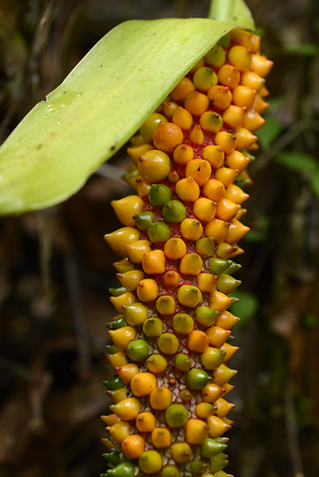 Anthurium huixtlense