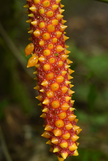 Anthurium huixtlense