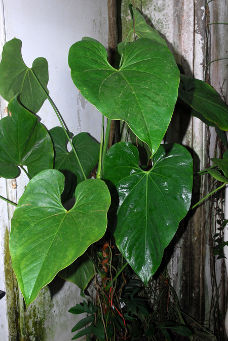 Anthurium huixtlense