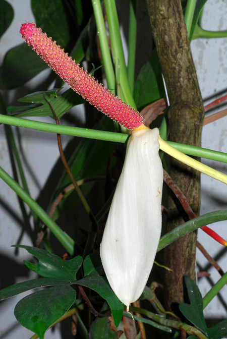 Anthurium huixtlense