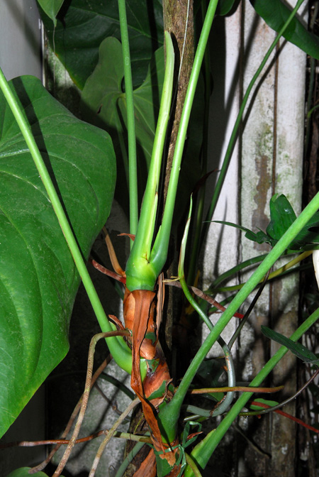 Anthurium huixtlense