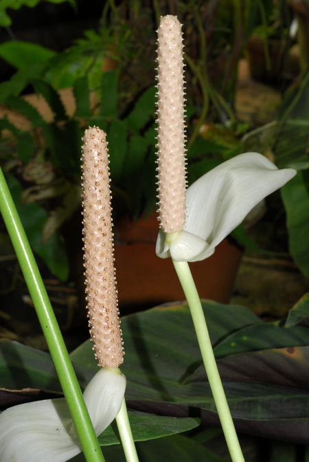Anthurium huixtlense