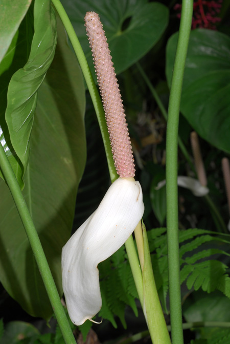 Anthurium huixtlense