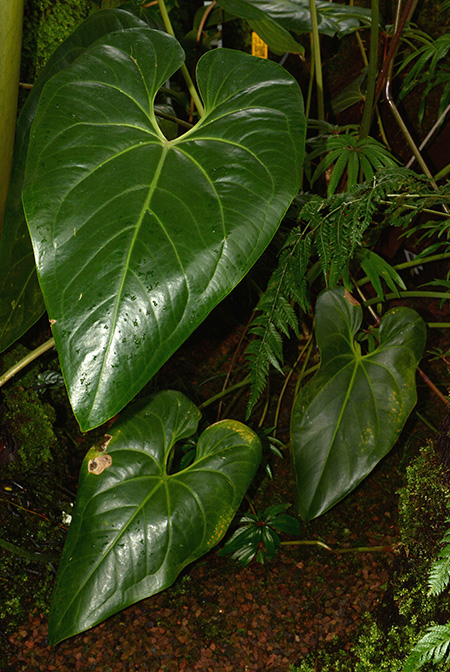 Anthurium humboldtianum