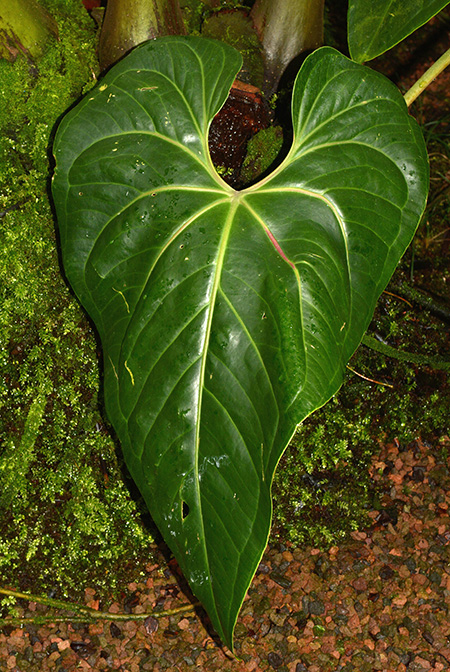 Anthurium humboldtianum