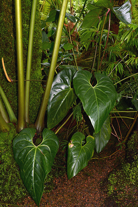 Anthurium humboldtianum