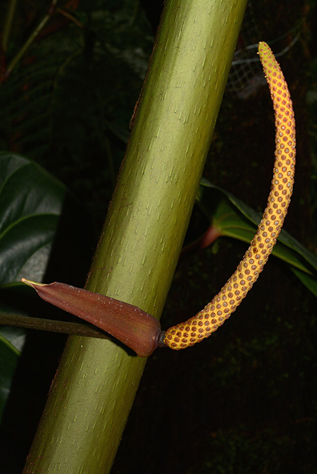 Anthurium humboldtianum
