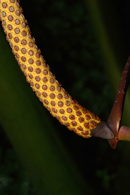Anthurium humboldtianum