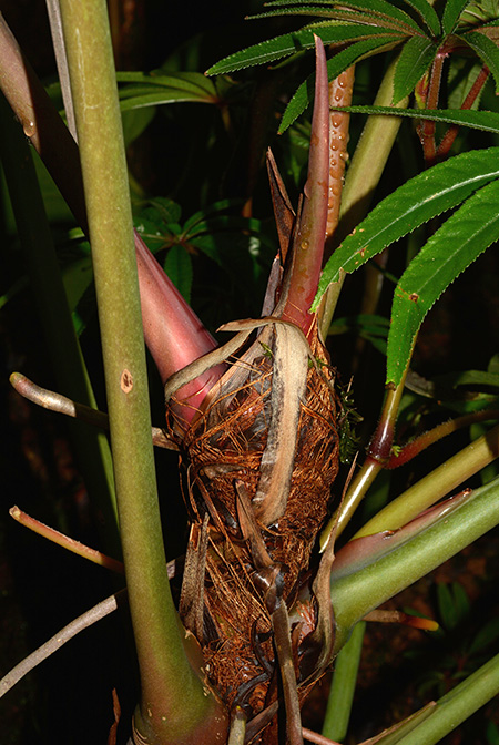 Anthurium humboldtianum