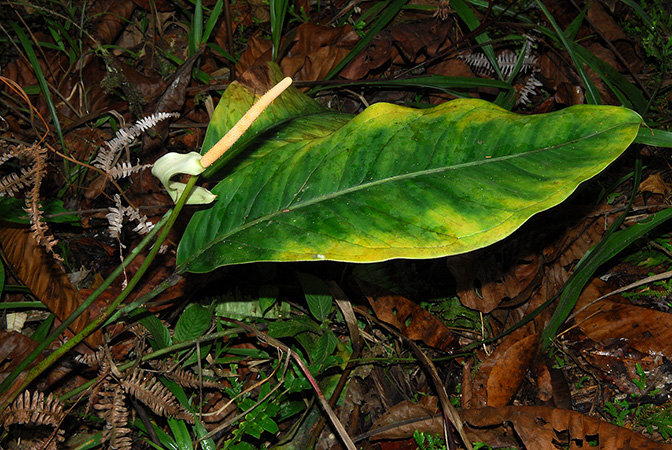Anthurium incomptum