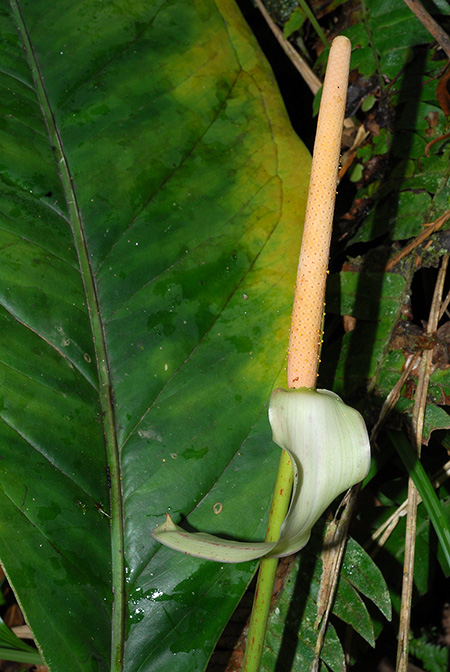 Anthurium incomptum