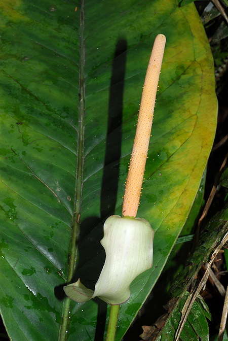 Anthurium incomptum