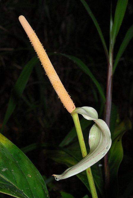 Anthurium incomptum