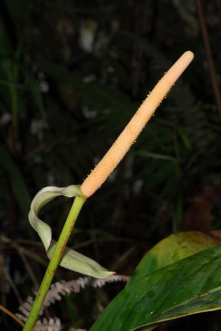 Anthurium incomptum
