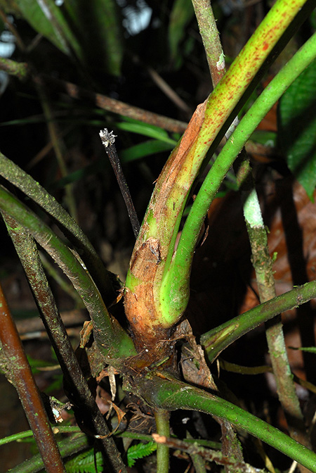 Anthurium incomptum