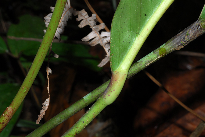 Anthurium incomptum