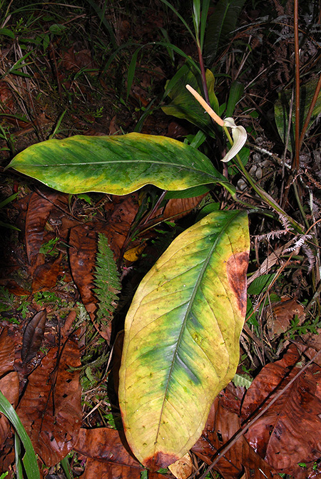 Anthurium incomptum