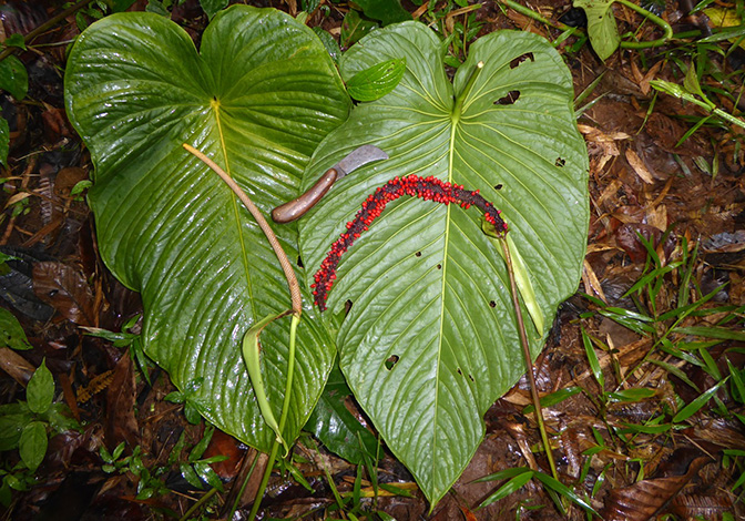 Anthurium intactum