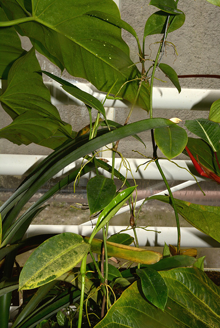 Anthurium interruptum