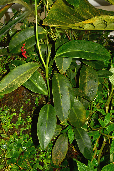 Anthurium interruptum